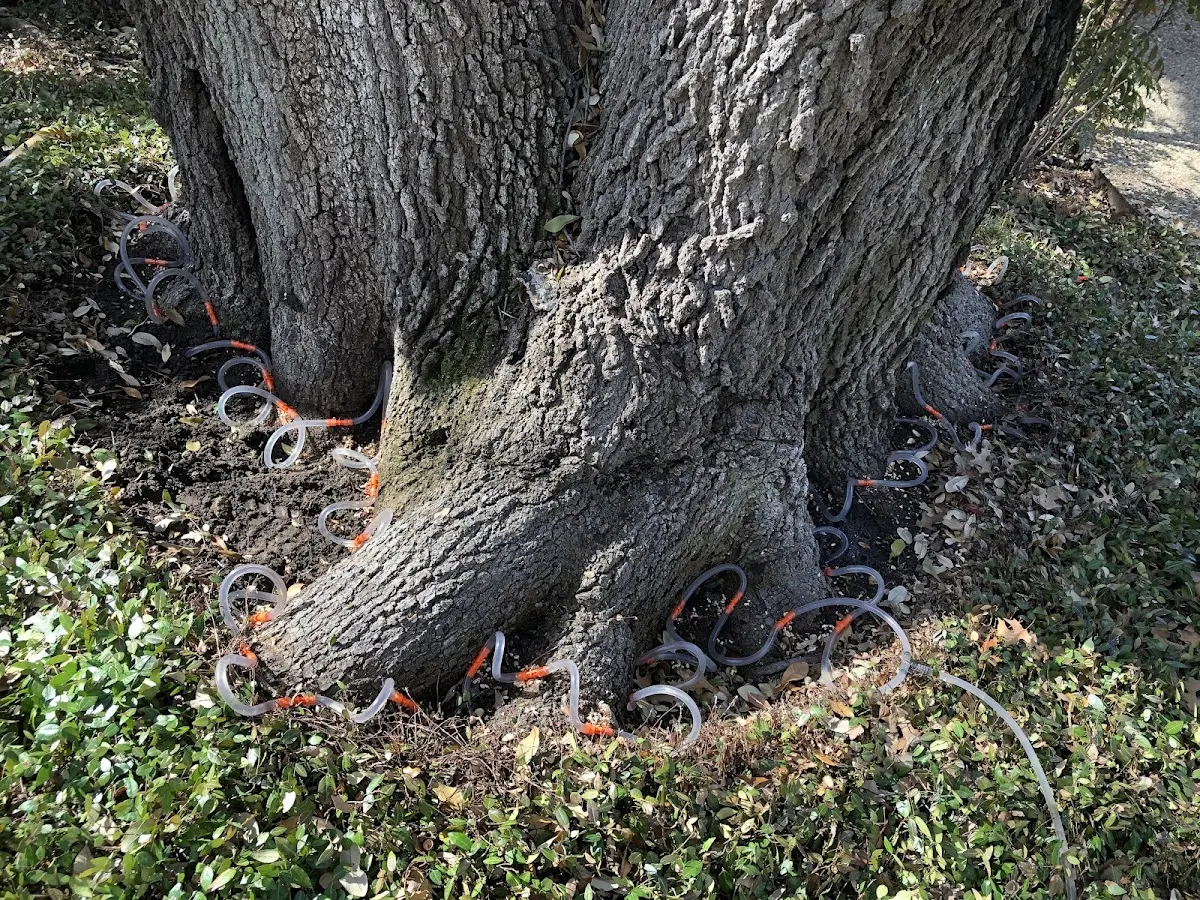 Detailed Tree Cabling and Bracing job site in Mears