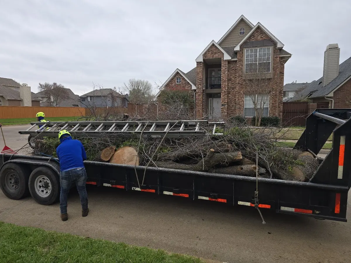 Expert Tree Fertilization with proper safety equipment in Mears